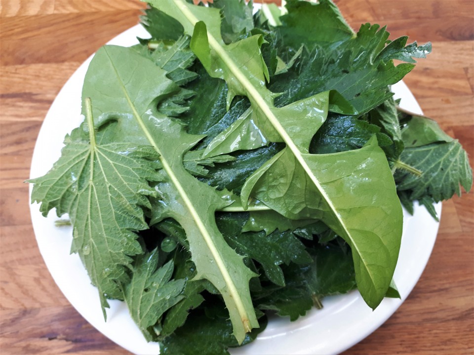 a plate of delicious dandelion and nettle leaves