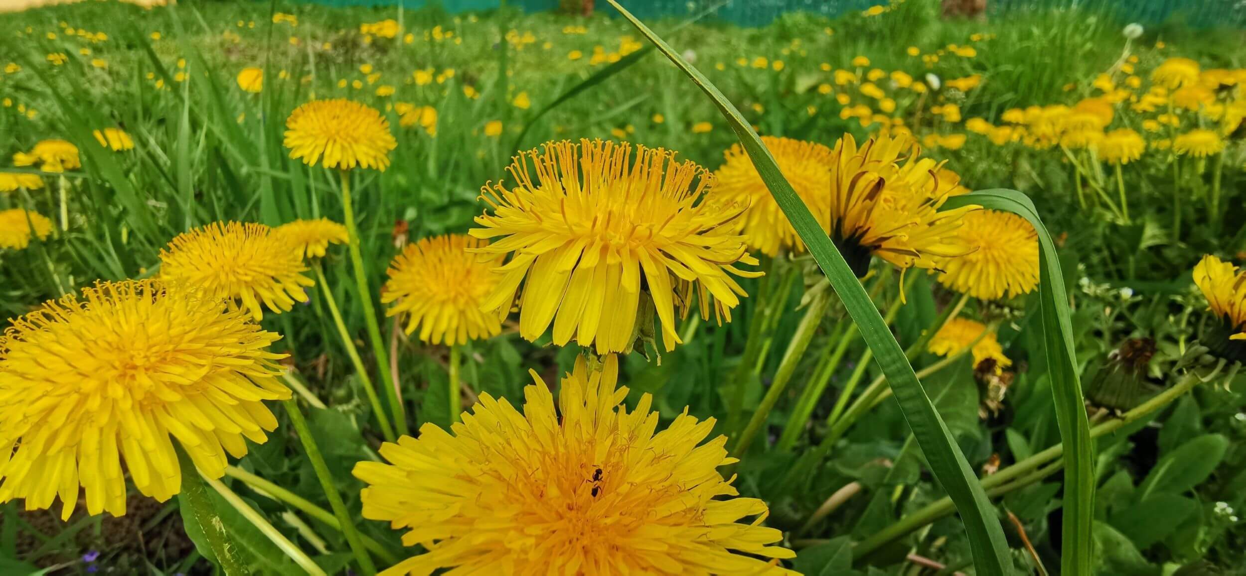 A field with dandelions